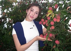 Sao Việt 4/7: Tiểu Vy hóa thân thành "hoa hậu vườn vải"