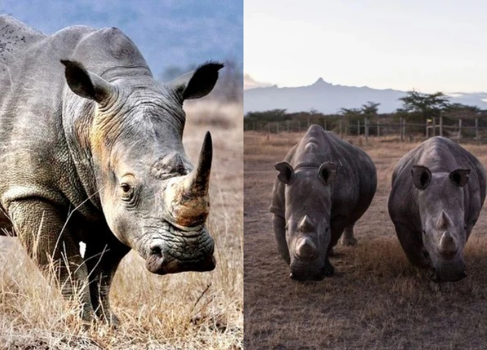 There are only 2 individuals left in the world: Is this animal waiting for extinction?