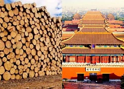 Tử Cấm Thành 600 năm không hư, đến mối cũng chào thua: Có "bùa" chống hủy diệt?