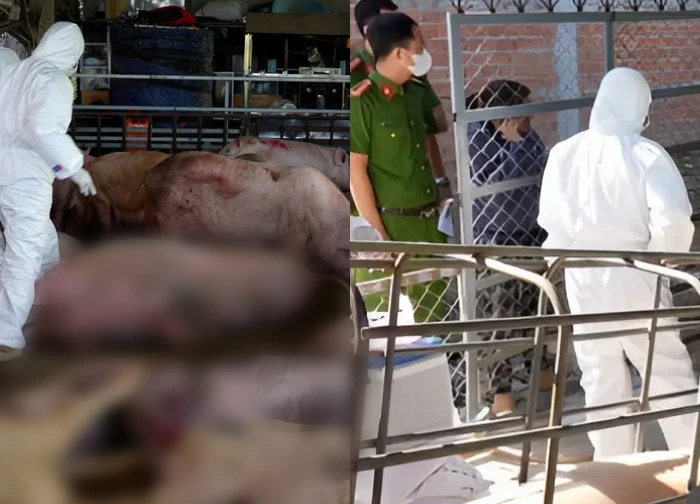 Quang Ngai: Caught a facility purchasing 72 pigs infected with swine fever, owner makes shocking confession