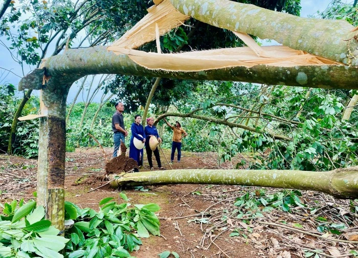 1 người chết, 4 người bị thương do cây đổ đè trúng người ở Nghệ An