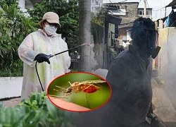 Dịch bệnh Chikungunya thêm 3 ca mắc mới ở Hồng Kông, điểm chung là gì?
