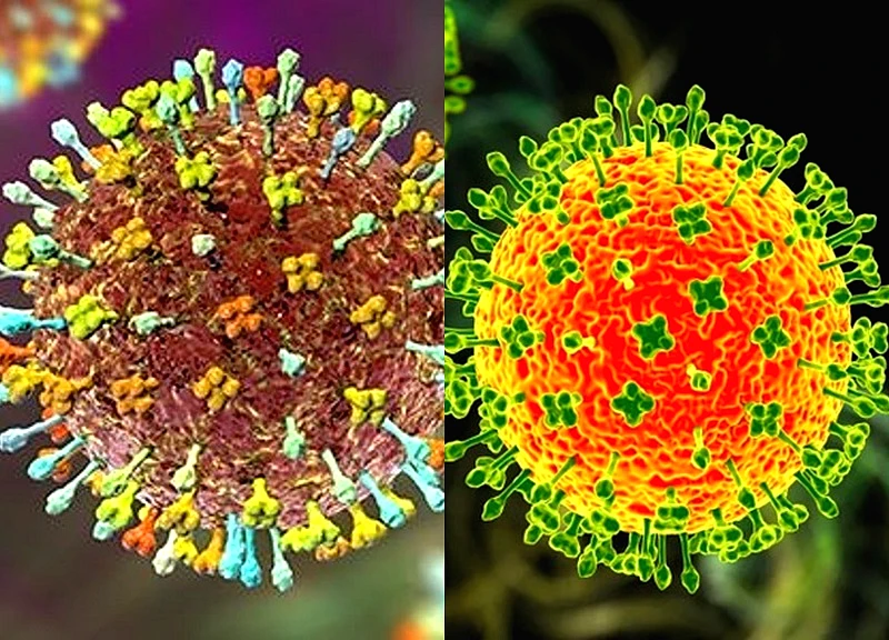 Bác sĩ chỉ dấu hiệu nhận biết và cách phòng tránh virus Nipah
