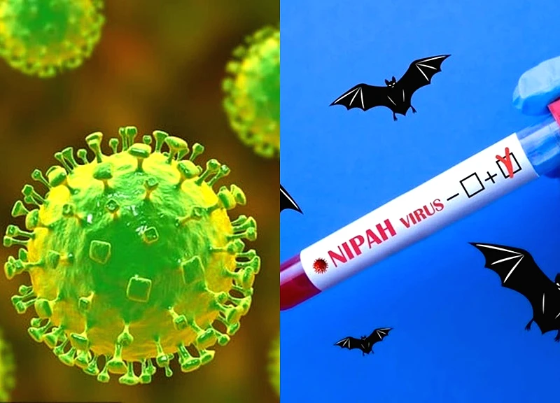 Hải Phòng ngăn ngừa dịch bệnh do virus Nipah ngay tại các cửa khẩu