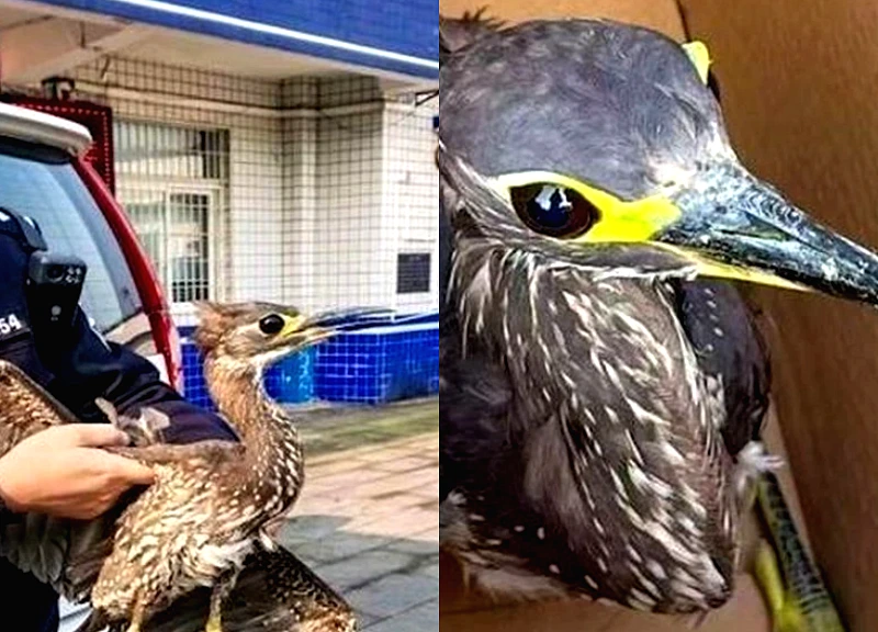 Đi câu cá, người đàn ông bắt được con chim 'bí ẩn'