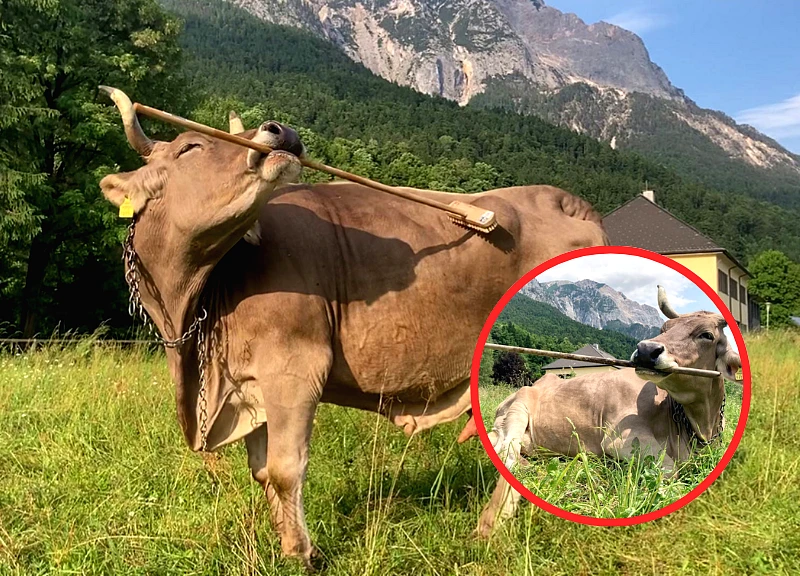 Veronika the Super Cow: A Slap in the Face of Prejudice, Knows How to Scratch an Itch with a Branch Like a Human
