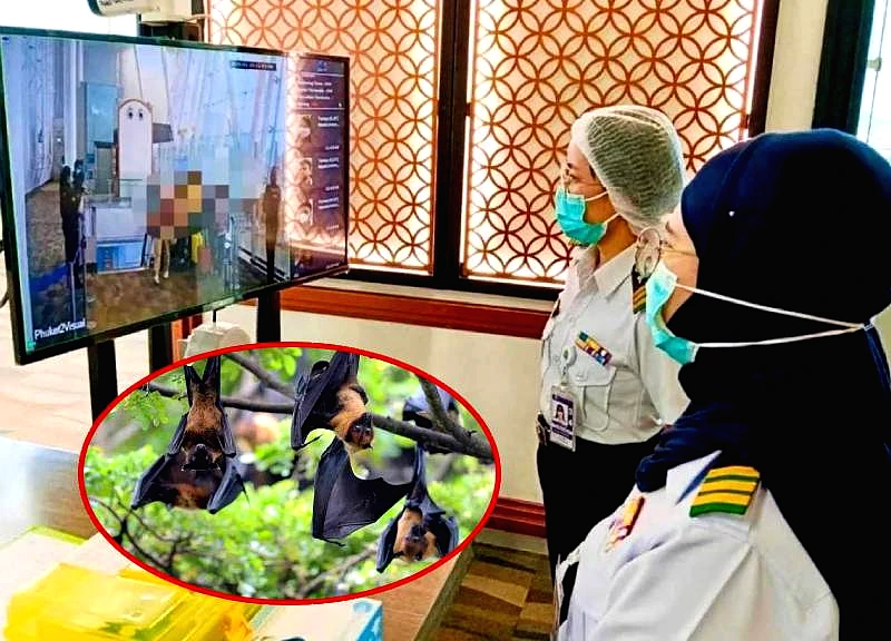 Experts report the detection of the Nipah virus in Thailand; caution advised regarding livestock.