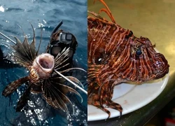 Cá sư tử càn quét đại dương, giới khoa học khuyên "ăn" là cách cứu hệ sinh thái