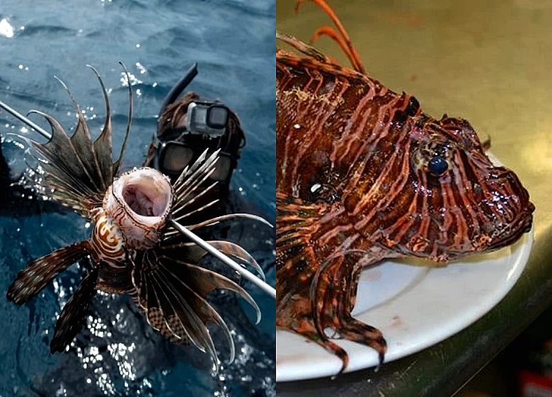 Cá sư tử càn quét đại dương, giới khoa học khuyên "ăn" là cách cứu hệ sinh thái