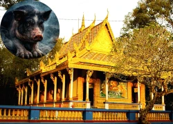 Rùng mình chuyện heo 5 móng hiểu tiếng người và lời đồn linh thiêng tại Chùa Dơi