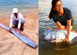 Bí ẩn về loài cá "sứ giả đại dương", dạt vào đâu cũng khiến ngư dân sợ xanh mặt