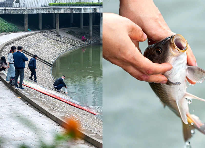 Việt kiều Đức vượt hàng nghìn km về Việt Nam thả cá