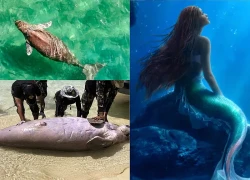 "The Little Mermaid" washed ashore on Chinese coast by waves; expert makes shocking statement.