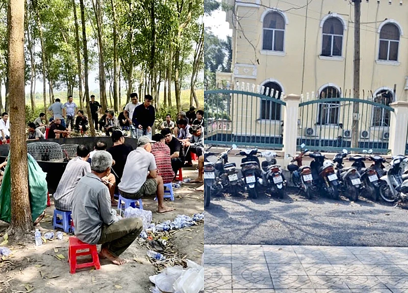 Trường gà trong rừng ăn thua tiền tỷ bị triệt phá ngày giáp Tết