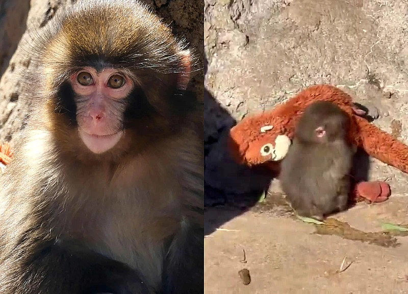The truth about the abandoned baby monkey hugging a teddy bear has left netizens heartbroken; why was it chased away?
