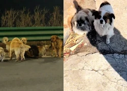 The truth behind the clip of 7 dogs escaping from a slaughterhouse and finding their way home leaves netizens stunned.