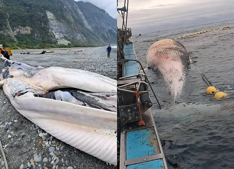 'Thủy quái' dài đến 15m đi lạc vào lưới đánh cá, ngư dân tiết lộ điều khó ngờ?