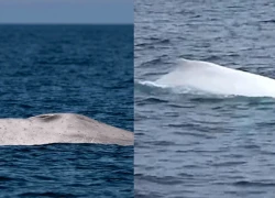 Thấy "bóng trắng lạ" giữa đại dương, ngư dân tưởng nhìn nhầm, chuyên gia nói sốc