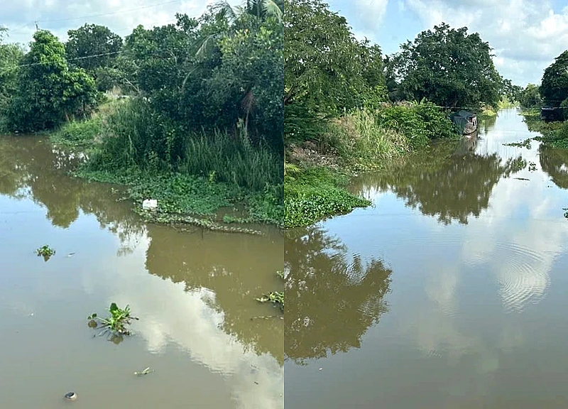 Cá sấu dài 1,5m xuất hiện trên kênh ở Tây Ninh