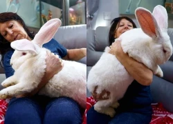 Chú thỏ khổng lồ nặng gần 10kg sống như ông hoàng trong phòng ngủ riêng