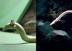 Sinh vật kỳ bí mang hình dáng loài rồng: Chúng có thể bất động trong 7 năm, nhịn ăn 10 năm và thậm chí sống đến hơn một thế kỷ