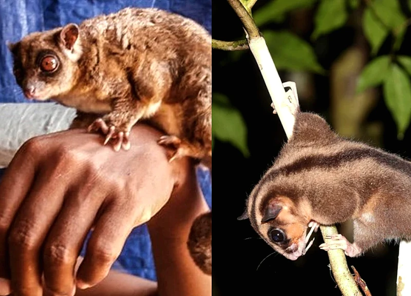 A species thought to be extinct for 6,000 years has suddenly reappeared in Southeast Asia, causing a stir.