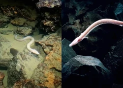 The mystery of cave dragons: can they decompose their own organs to survive for 10 years?