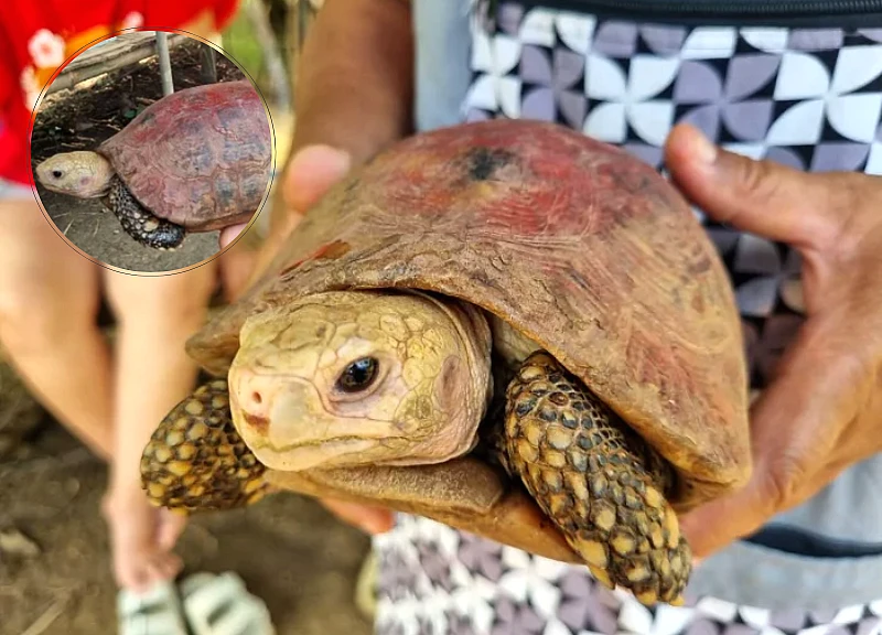 'Rùa Thần' hiển linh dịp Tết Songkran người người ùn ùn khấn, điều kỳ lạ xảy ra?